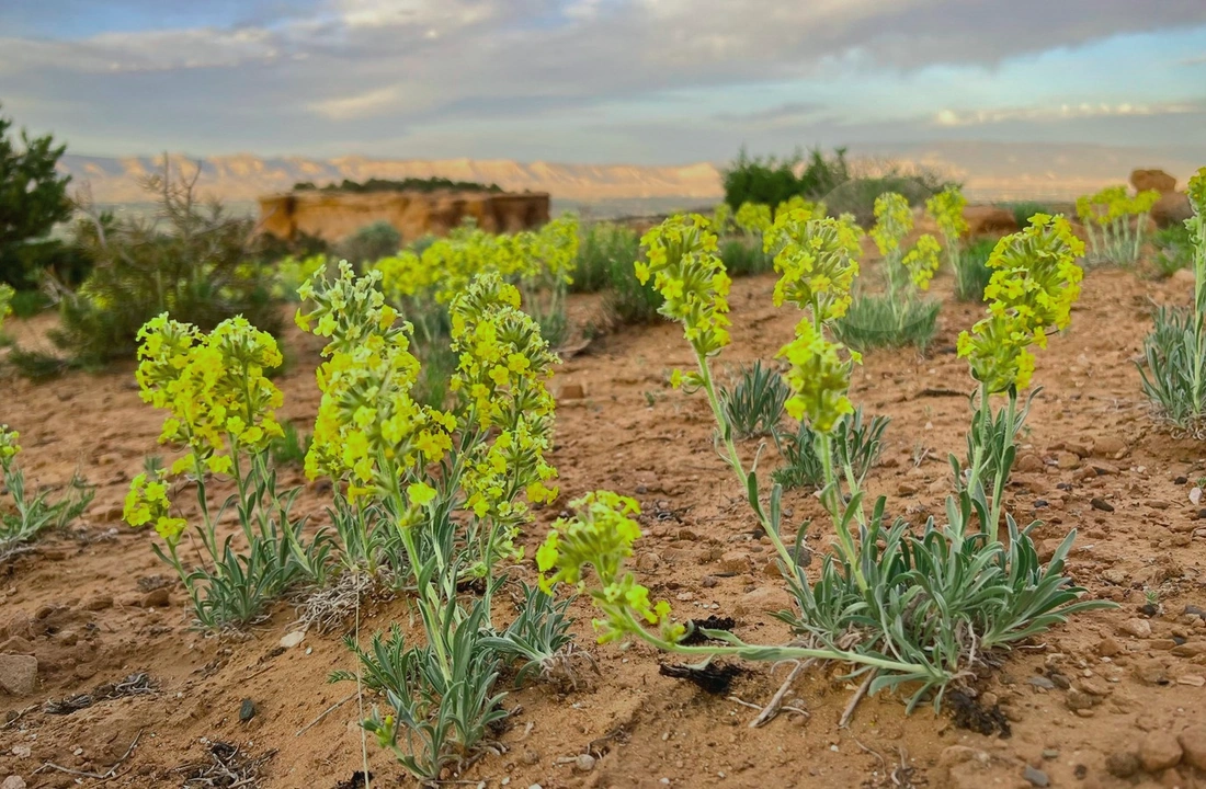 Colorado land sale options and buyer review for Legal Documents for Selling Land in Colorado